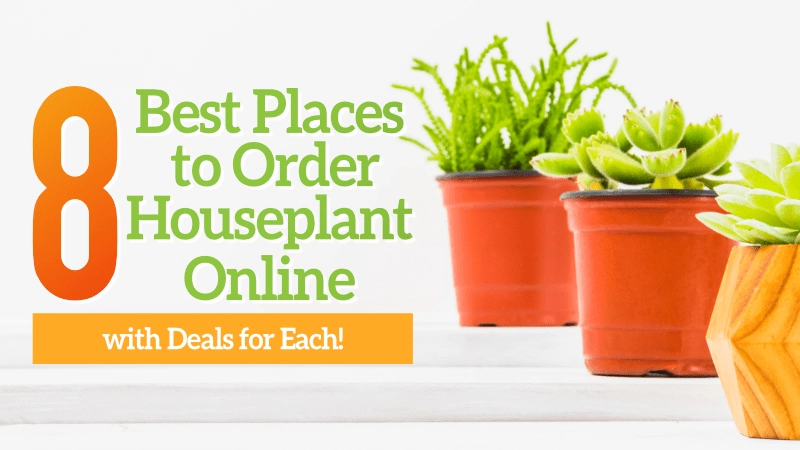 8 Best Places to Order Houseplants Online, with Deals for Each! 01